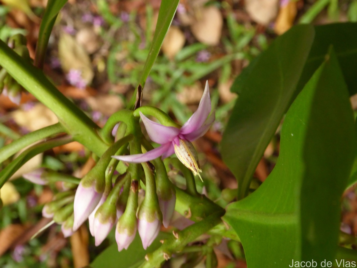 Ardisia willisii Mez